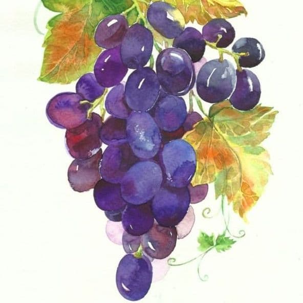 Watercolor Bunch of Grapes 592 × 592