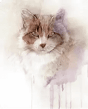 acrylic cat portraits from photos